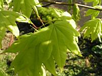 Acer palmatum cv Saoshika (fam Aceracees) (Photo F. Mrugala) (2)